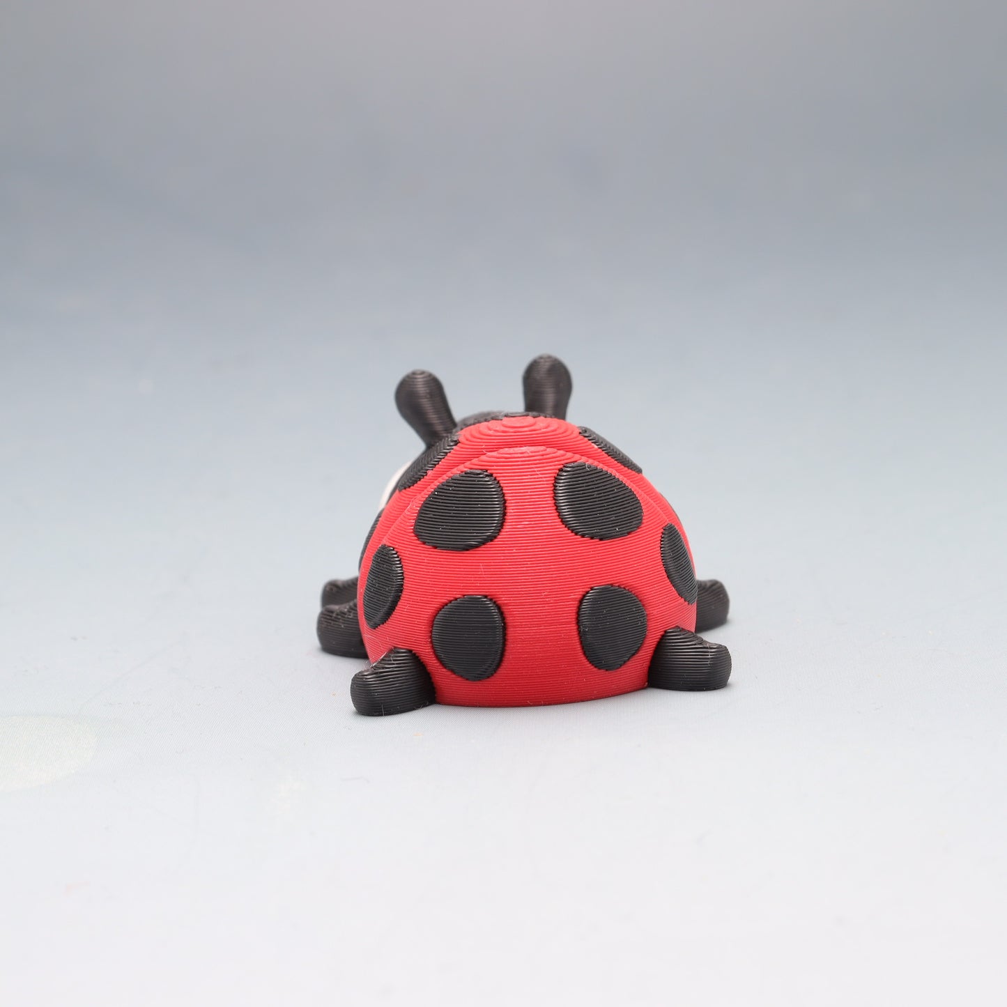 Lady Bug