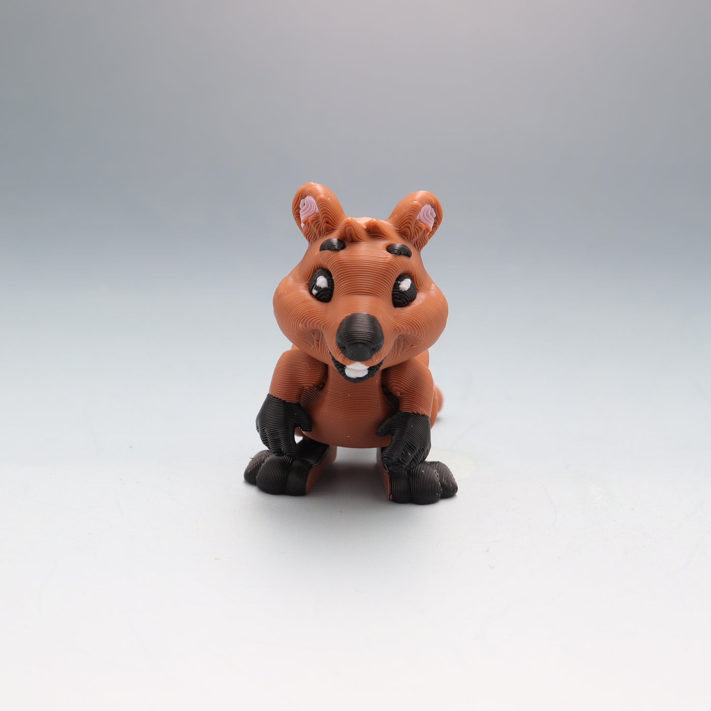 Quokka